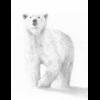 ICEbear